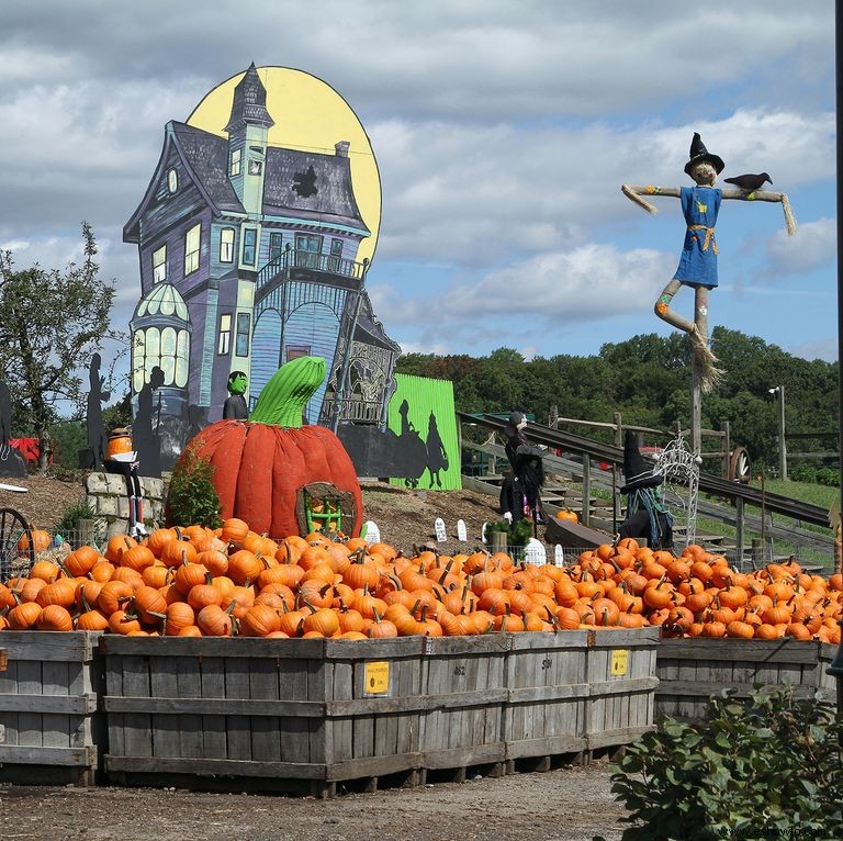 Las 37 mejores granjas de calabazas cerca de ti para visitar este otoño 