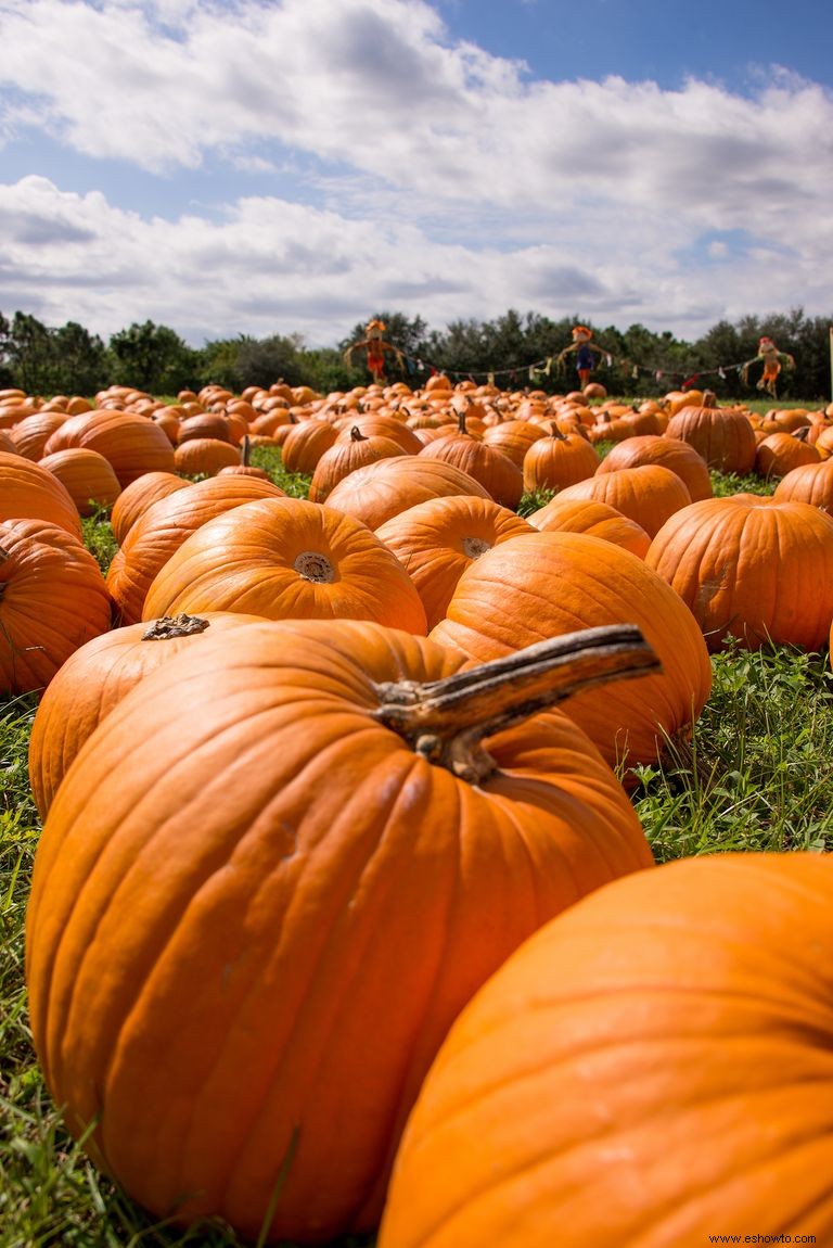 Las 37 mejores granjas de calabazas cerca de ti para visitar este otoño 