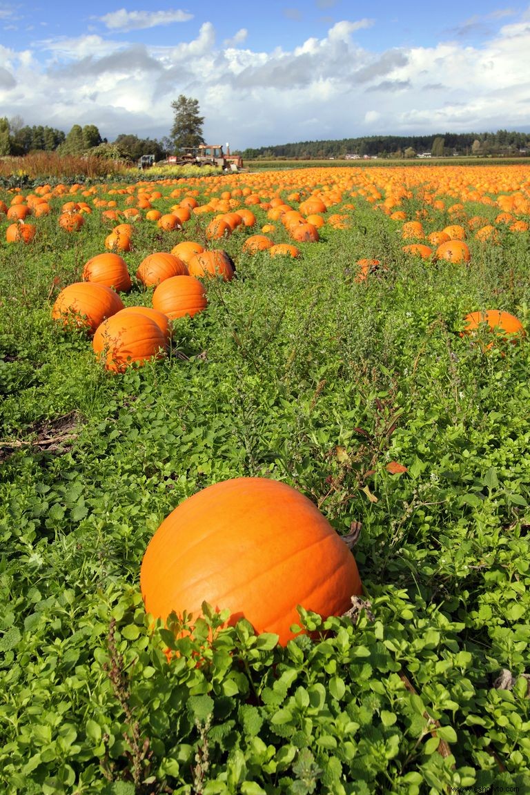 Las 37 mejores granjas de calabazas cerca de ti para visitar este otoño 