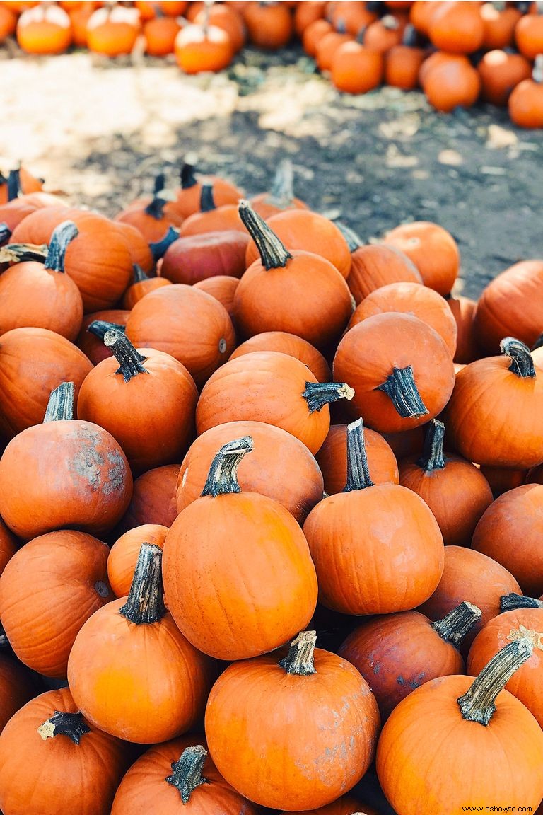 Las 37 mejores granjas de calabazas cerca de ti para visitar este otoño 