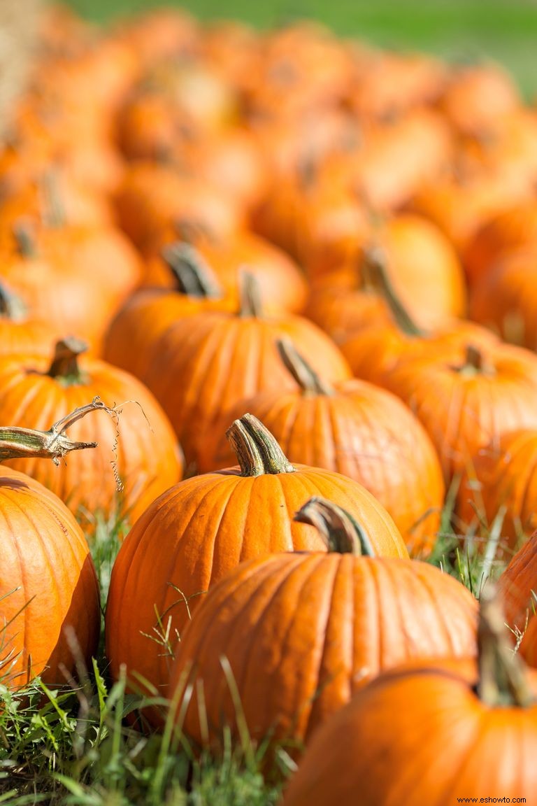 Las 37 mejores granjas de calabazas cerca de ti para visitar este otoño 