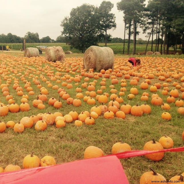 Las 37 mejores granjas de calabazas cerca de ti para visitar este otoño 