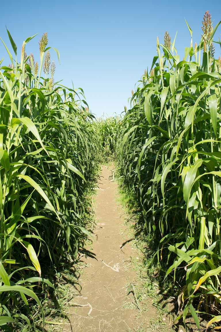 33 mejores laberintos de maíz cerca de ti para visitar este otoño 