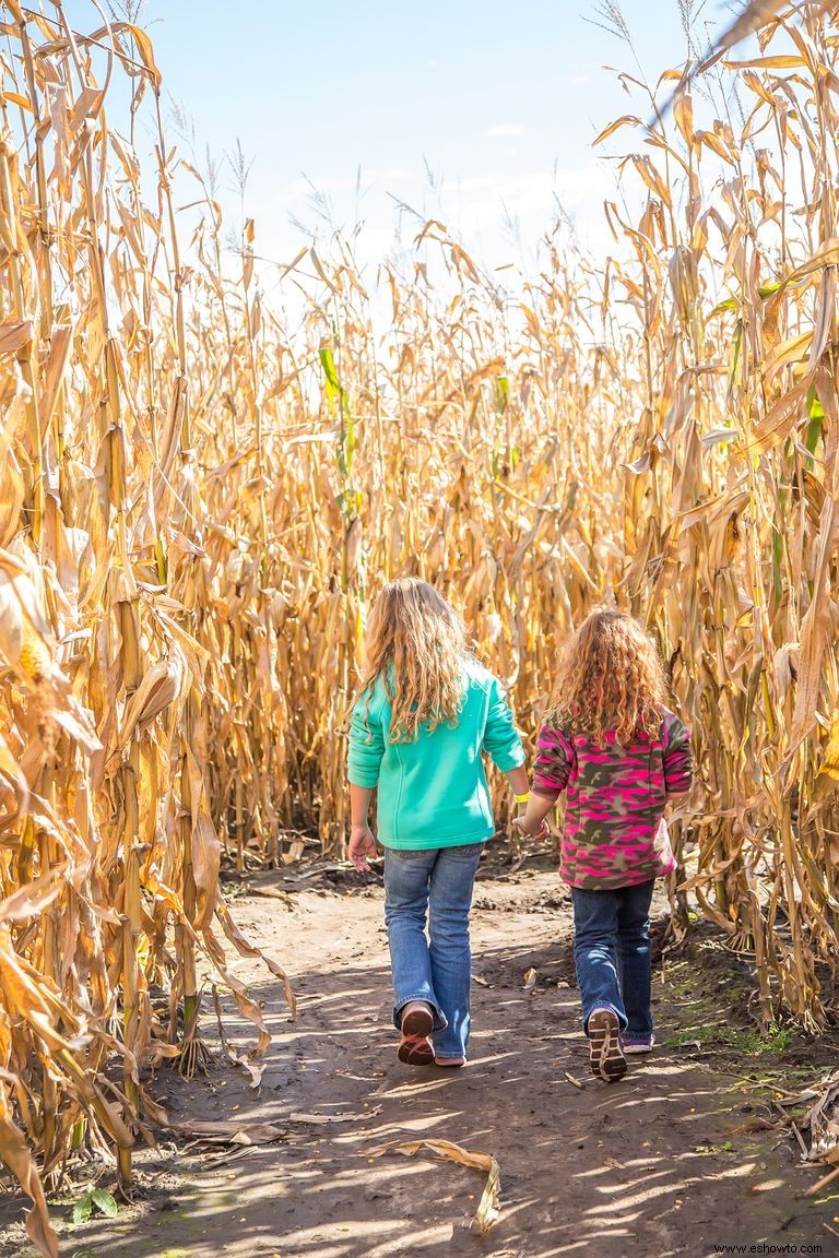 33 mejores laberintos de maíz cerca de ti para visitar este otoño 