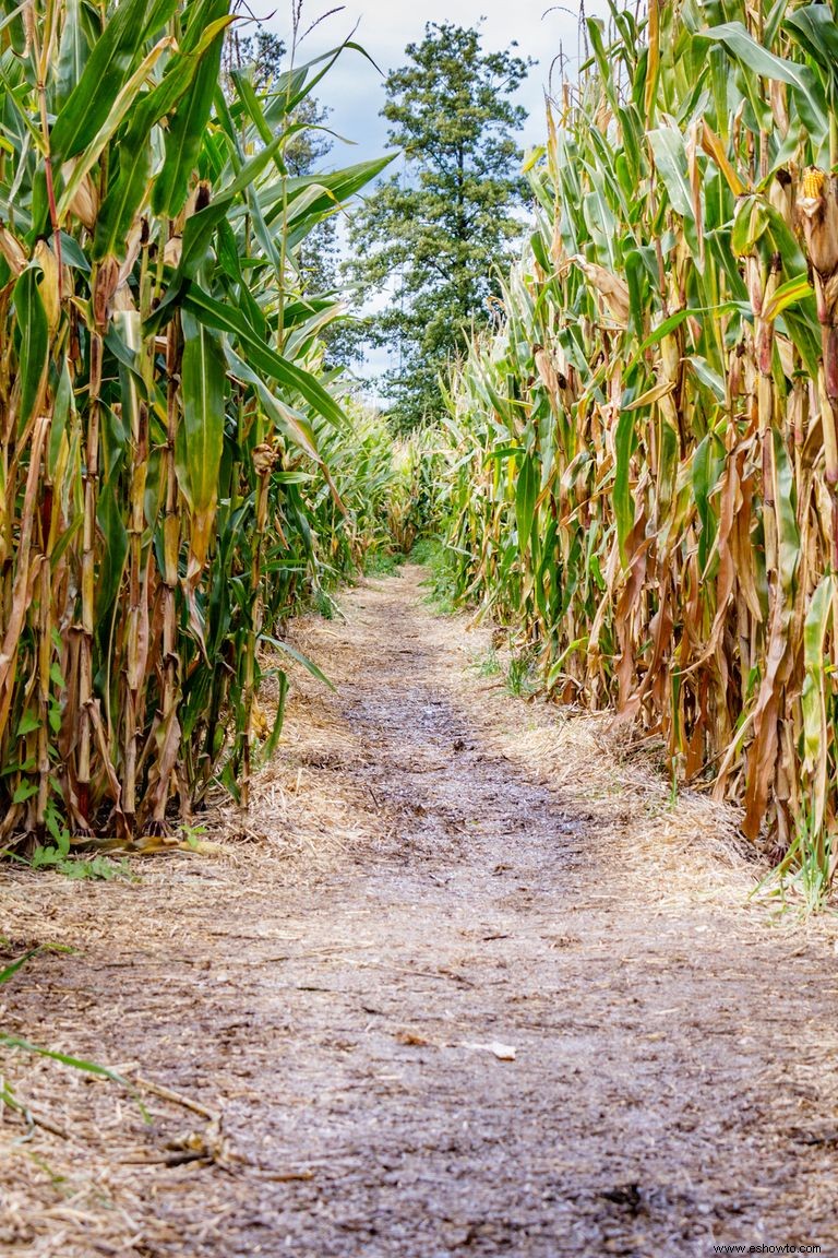 33 mejores laberintos de maíz cerca de ti para visitar este otoño 