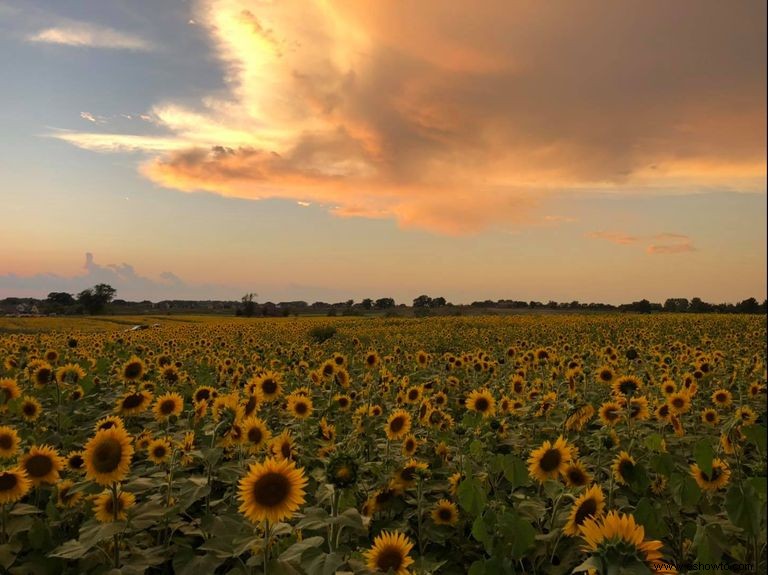 33 campos de girasoles en los EE. UU. 