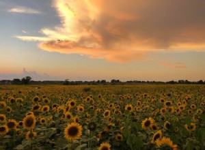 33 campos de girasoles en los EE. UU. 