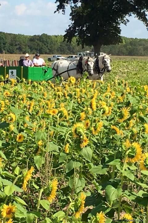 33 campos de girasoles en los EE. UU. 