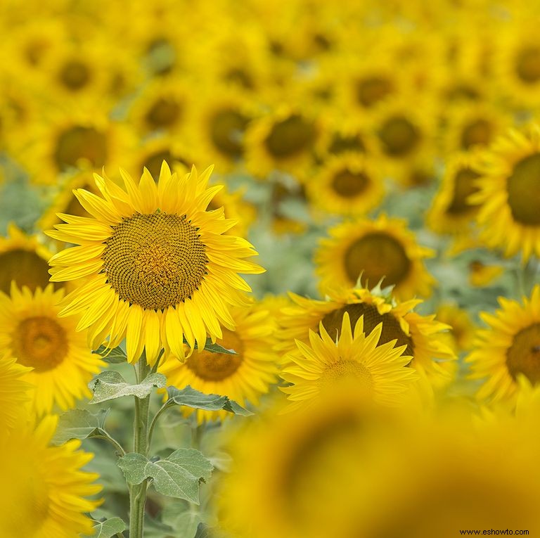 33 campos de girasoles en los EE. UU. 