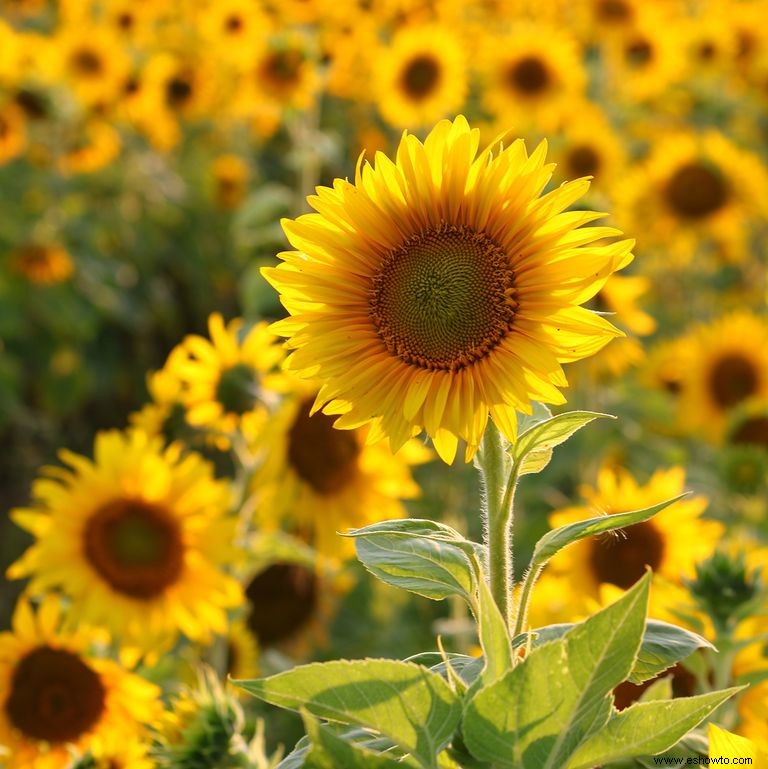 33 campos de girasoles en los EE. UU. 