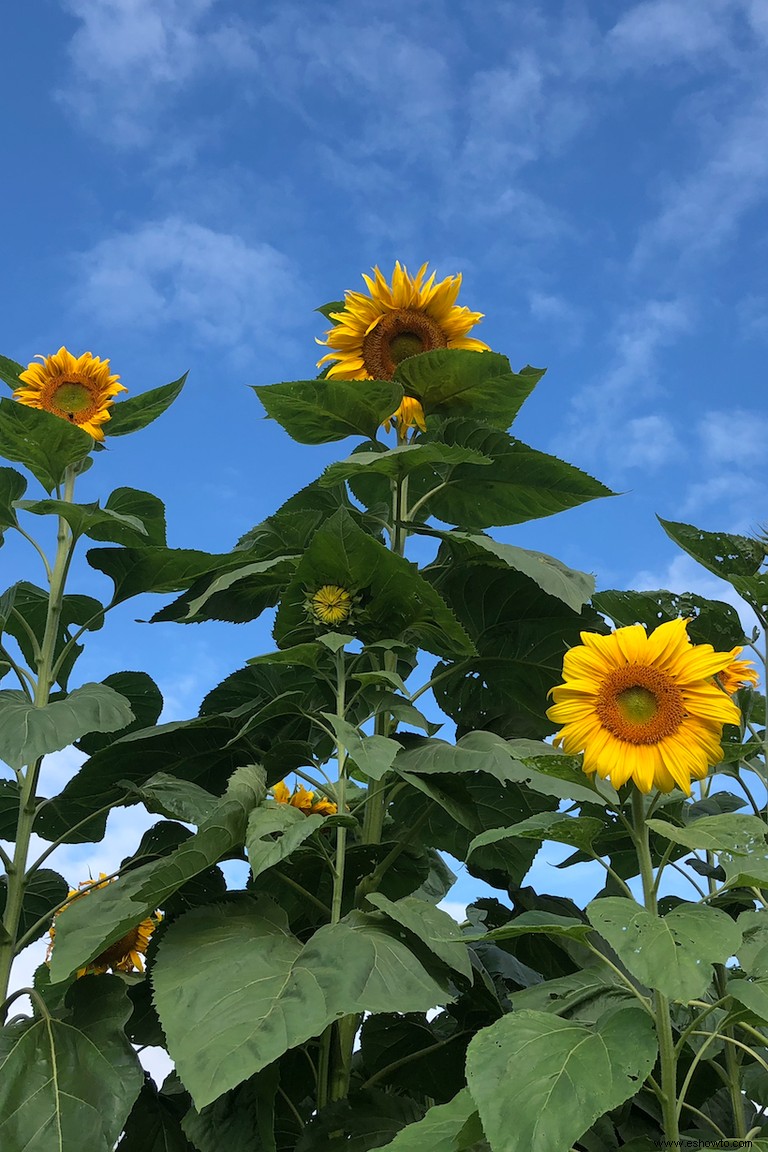 33 campos de girasoles en los EE. UU. 