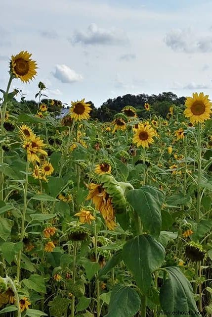 33 campos de girasoles en los EE. UU. 