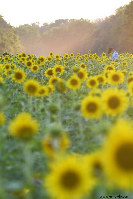 33 campos de girasoles en los EE. UU. 