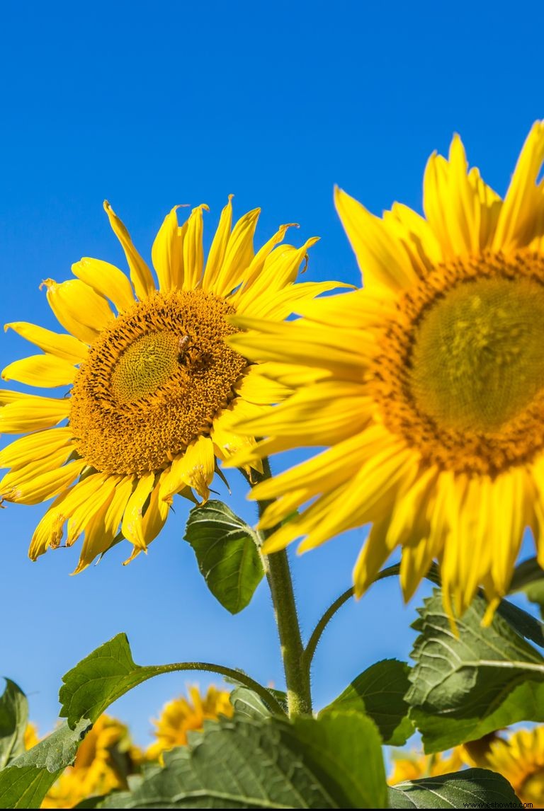 33 campos de girasoles en los EE. UU. 