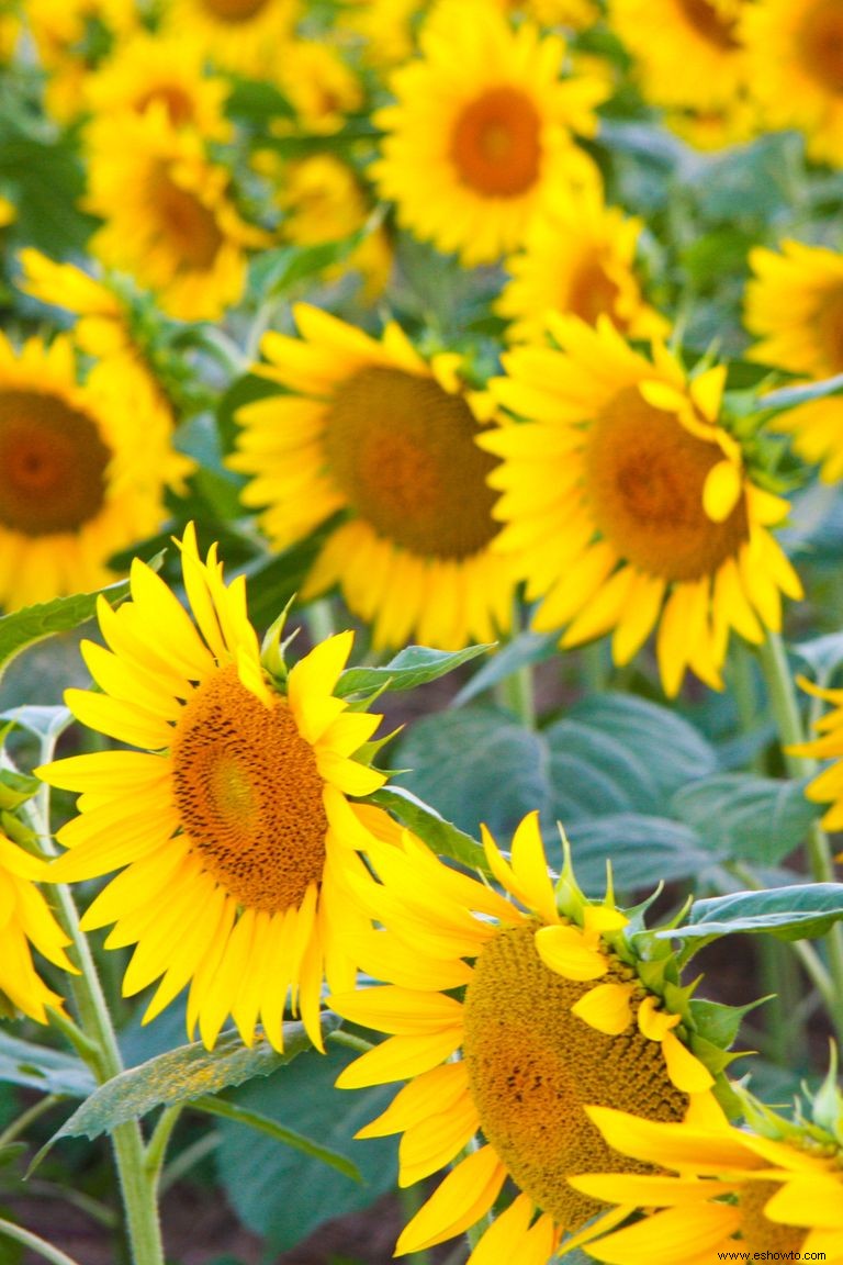 33 campos de girasoles en los EE. UU. 