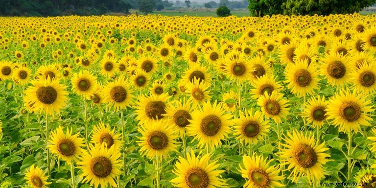 33 campos de girasoles en los EE. UU. 