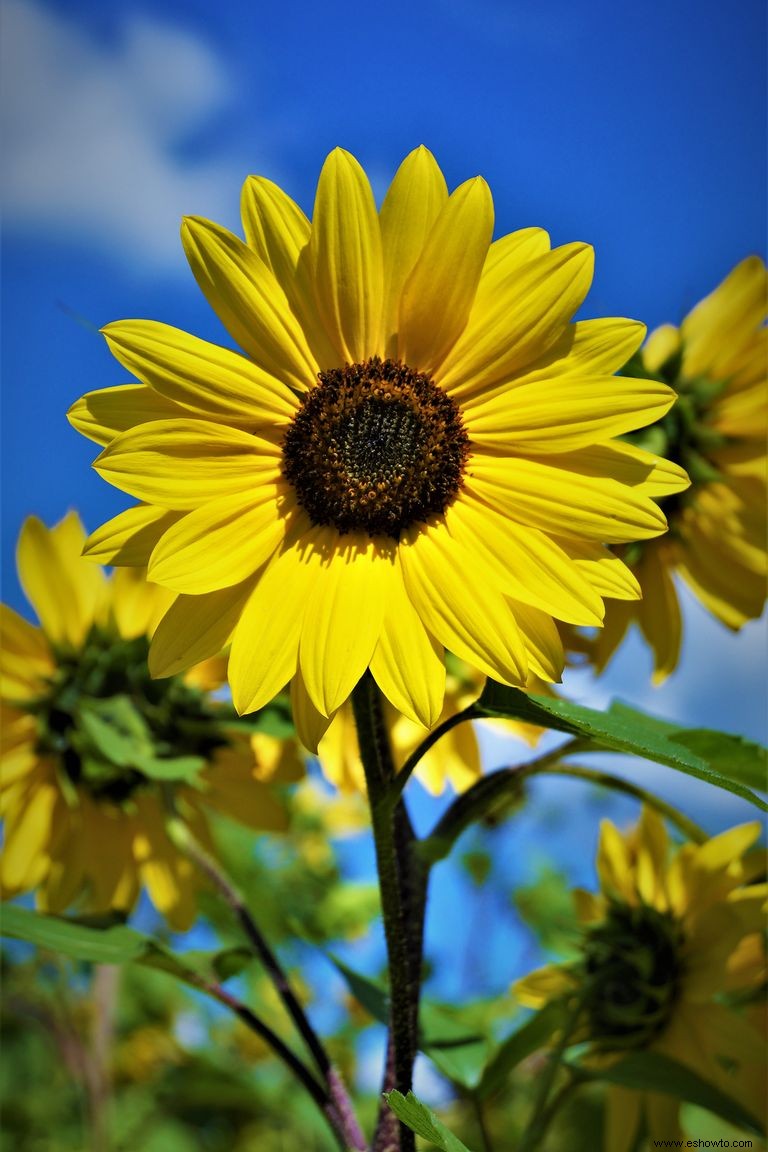 33 campos de girasoles en los EE. UU. 