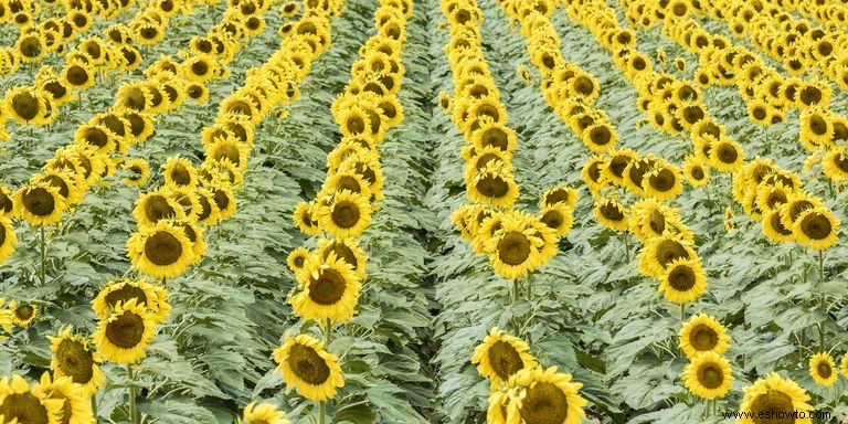 33 campos de girasoles en los EE. UU. 