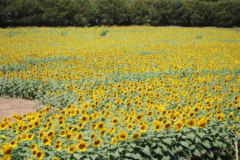 33 campos de girasoles en los EE. UU. 