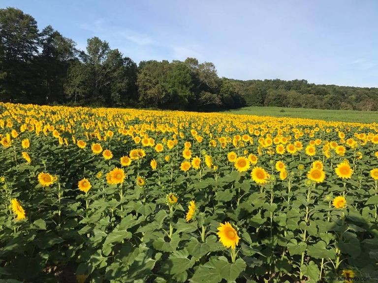 33 campos de girasoles en los EE. UU. 