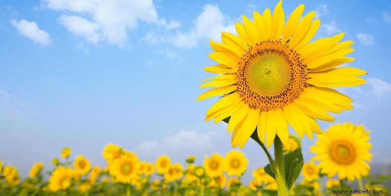 33 campos de girasoles en los EE. UU. 