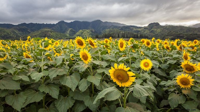 33 campos de girasoles en los EE. UU. 