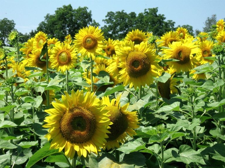 33 campos de girasoles en los EE. UU. 