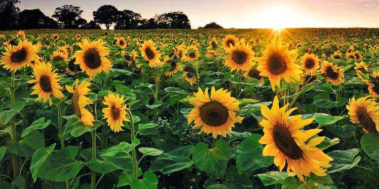 33 campos de girasoles en los EE. UU. 