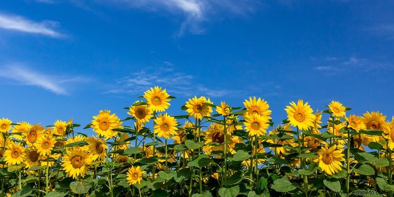 33 campos de girasoles en los EE. UU. 