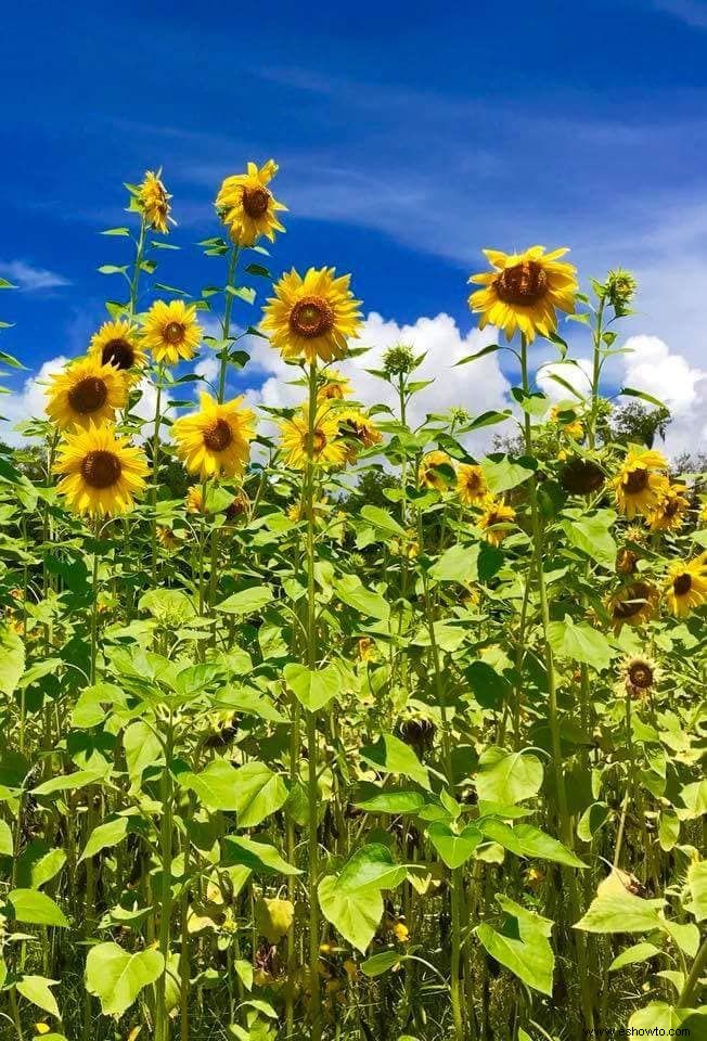 33 campos de girasoles en los EE. UU. 