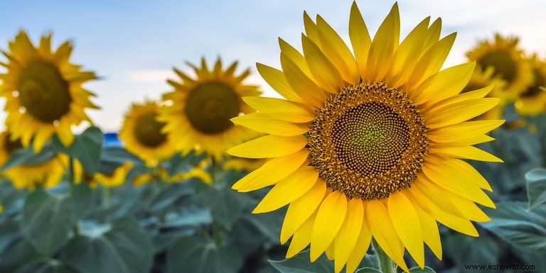 33 campos de girasoles en los EE. UU. 