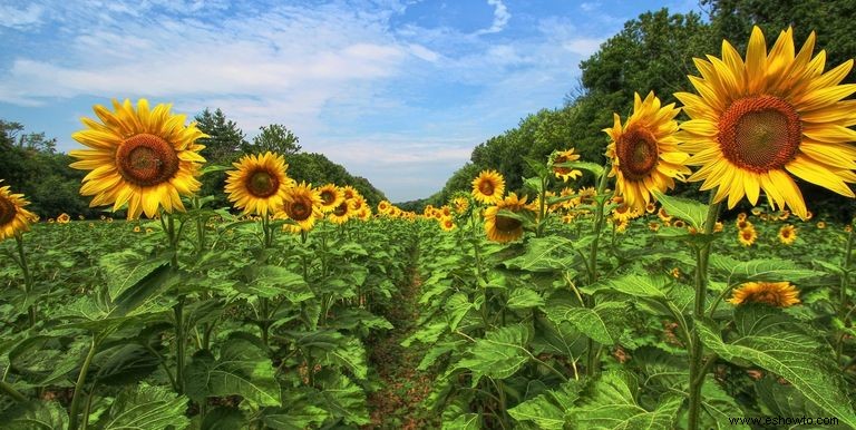 33 campos de girasoles en los EE. UU. 