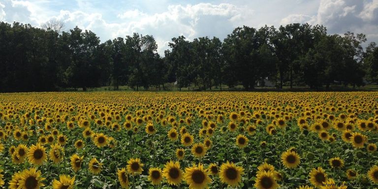 33 campos de girasoles en los EE. UU. 