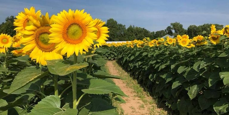 33 campos de girasoles en los EE. UU. 