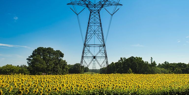 33 campos de girasoles en los EE. UU. 