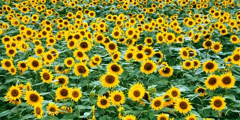 33 campos de girasoles en los EE. UU. 