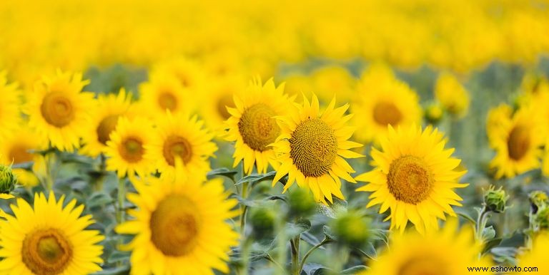 33 campos de girasoles en los EE. UU. 