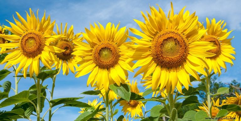 33 campos de girasoles en los EE. UU. 