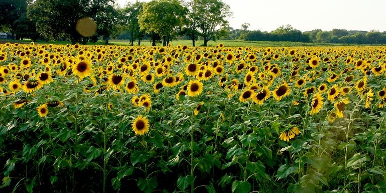 33 campos de girasoles en los EE. UU. 