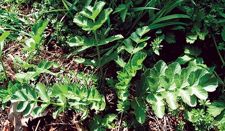 ¡Comida gratis! Plantas comestibles junto al sendero 