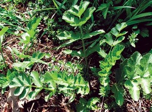 Guía Segura de Plantas Comestibles Silvestres: Chirivía, Bardana y Zanahoria en Senderos