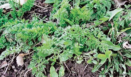 ¡Comida gratis! Plantas comestibles junto al sendero 