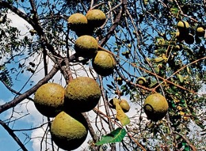 Comida para Senderos: 3 Nueces Comestibles Silvestres Nutritivas