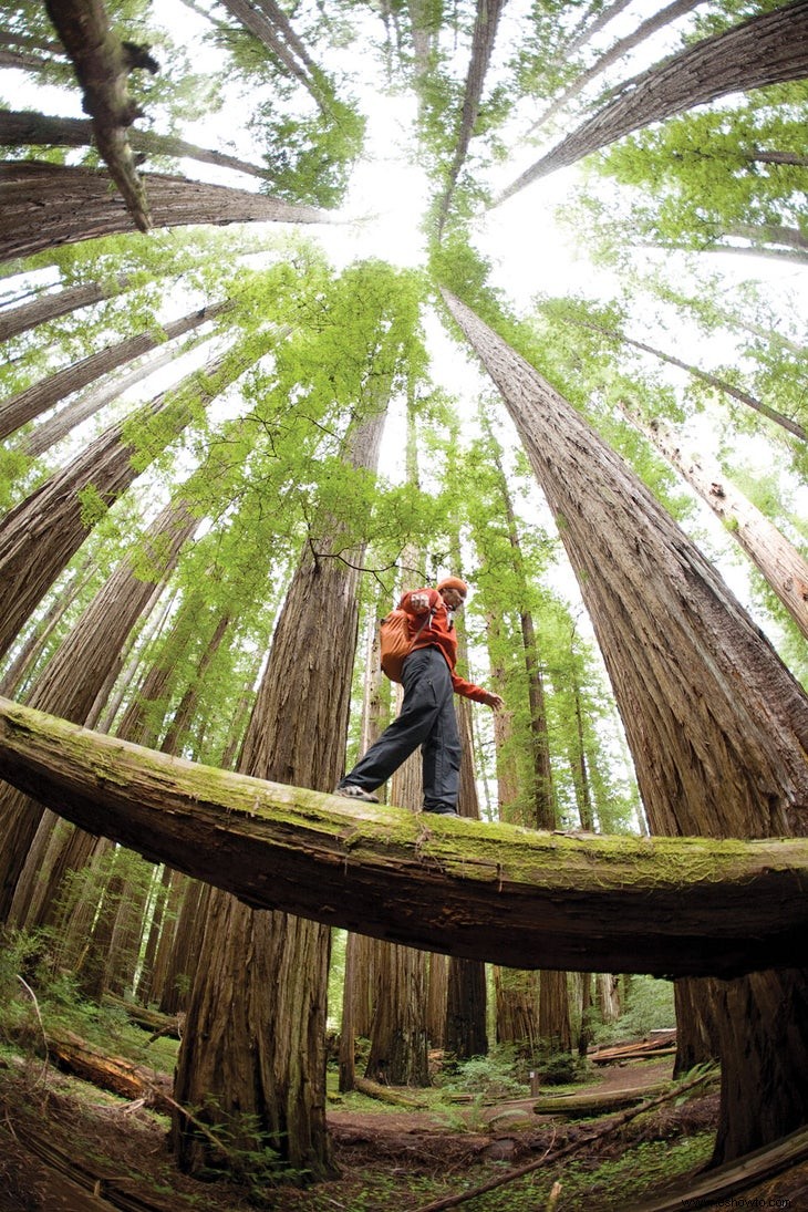 Escuela de fotografía:capturar árboles altos