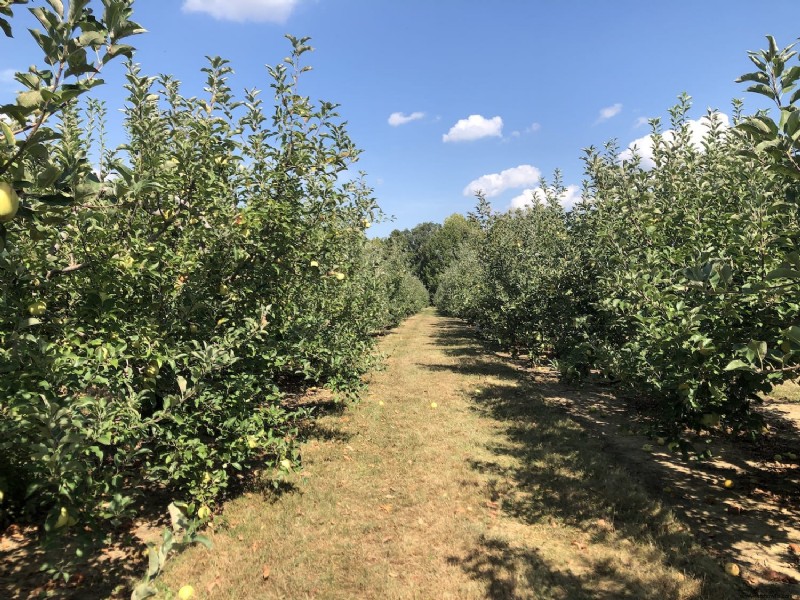 Cosas que debe saber:Huber Orchard