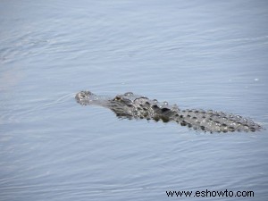 Paynes Prairie – Gainesville, Florida 