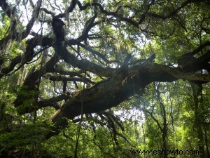 Paynes Prairie – Gainesville, Florida 