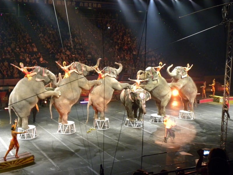 Experiencia en el circo Ringling Bros 