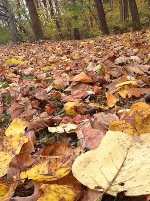 Colores de otoño en Kentucky 
