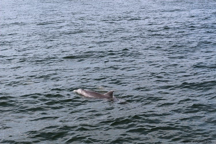 Creando recuerdos en el crucero Southern Star Dolphin 